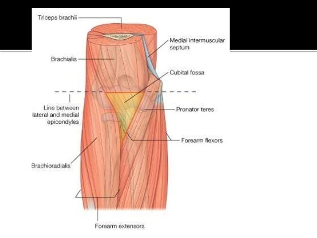 anatomy of cubital fossa cubital fossa