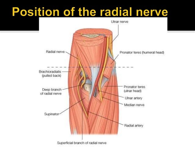 anatomy of cubital fossa cubital fossa