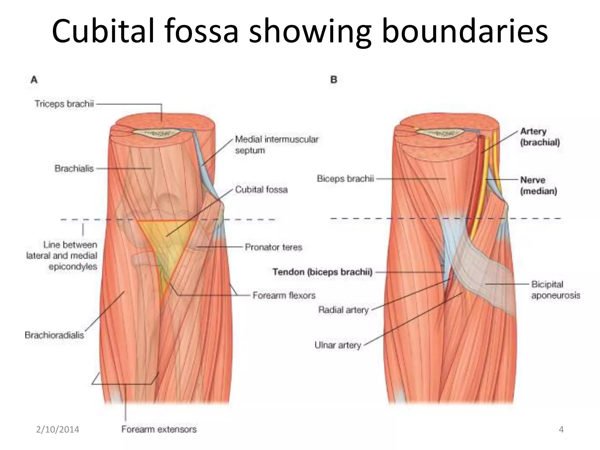 Cubital fossa showing boundaries

2/10/2014

4

 