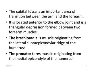 • The cubital fossa is an important area of
transition between the arm and the forearm.
• It is located anterior to the elbow joint and is a
triangular depression formed between two
forearm muscles:
• The brachioradialis muscle originating from
the lateral supraepicondylar ridge of the
humerus;
• The pronator teres muscle originating from
the medial epicondyle of the humerus
2/10/2014

2

 