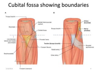 Cubital fossa showing boundaries

2/10/2014

4

 