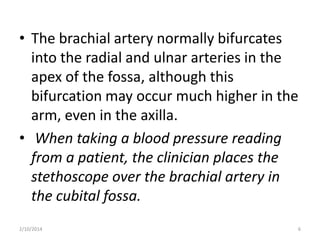 • The brachial artery normally bifurcates
into the radial and ulnar arteries in the
apex of the fossa, although this
bifurcation may occur much higher in the
arm, even in the axilla.
• When taking a blood pressure reading
from a patient, the clinician places the
stethoscope over the brachial artery in
the cubital fossa.
2/10/2014

6

 