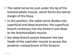 • The radial nerve lies just under the lip of the
brachioradialis muscle, which forms the lateral
margin of the fossa.
• In this position, the radial nerve divides into
superficial and deep branches: the superficial
branch continues into the forearm just deep
to the brachioradialis muscle;
• the deep branch passes between the two
heads of the supinator muscle to access the
posterior compartment of the forearm.
2/10/2014

8

 