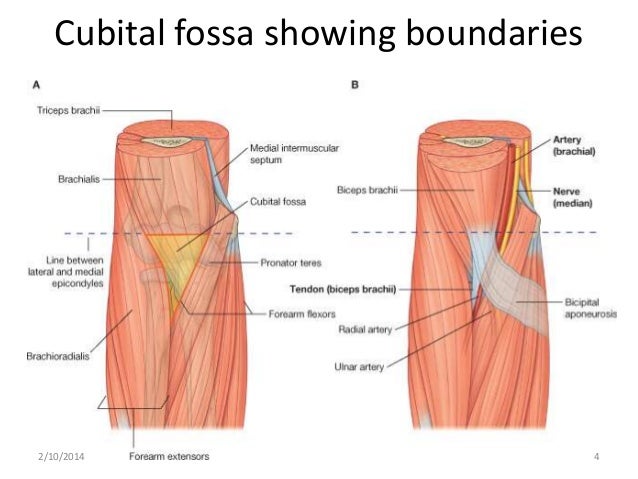 cubital fossa cubital fossa