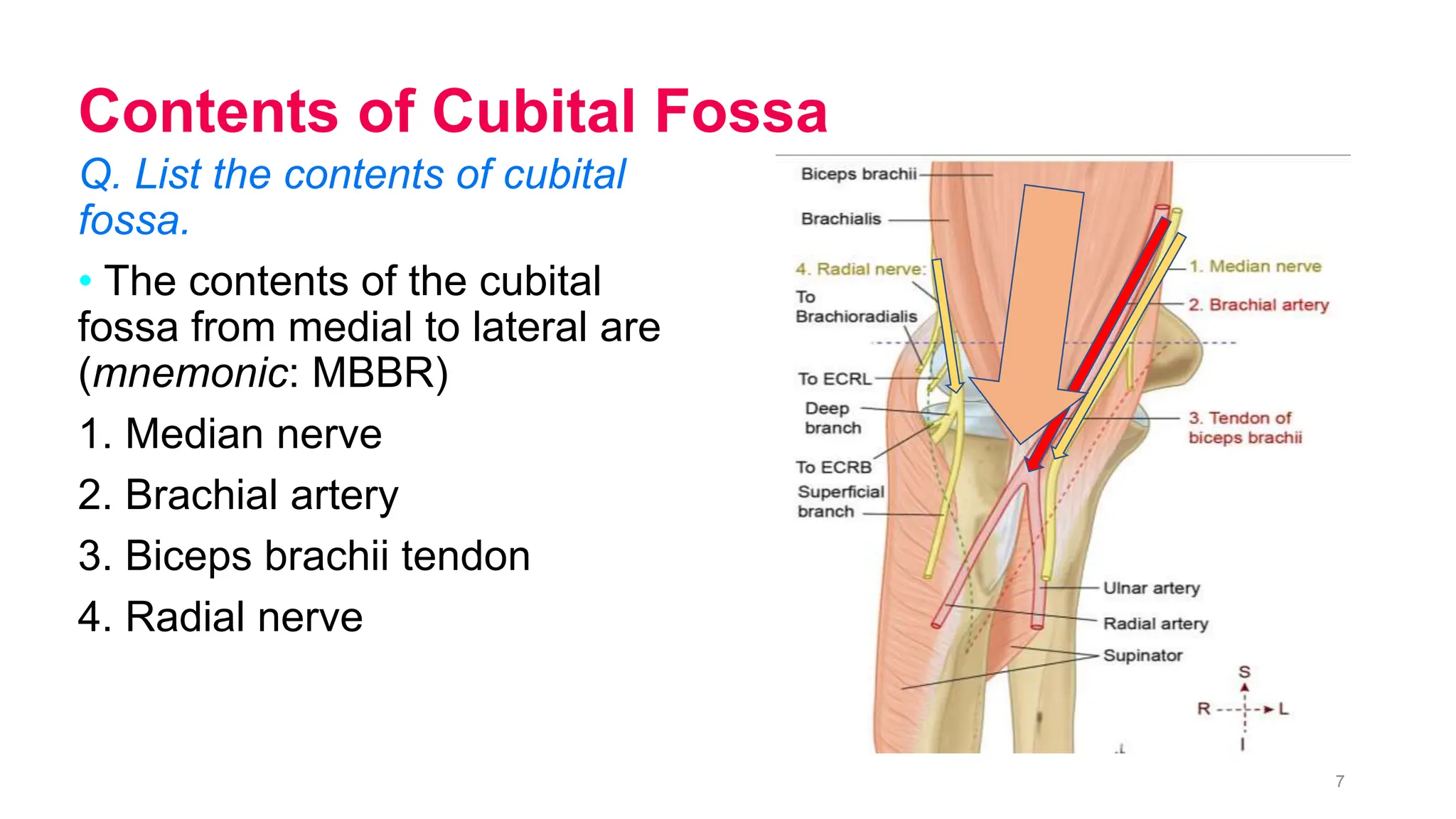 Cubital Fossa.pptx