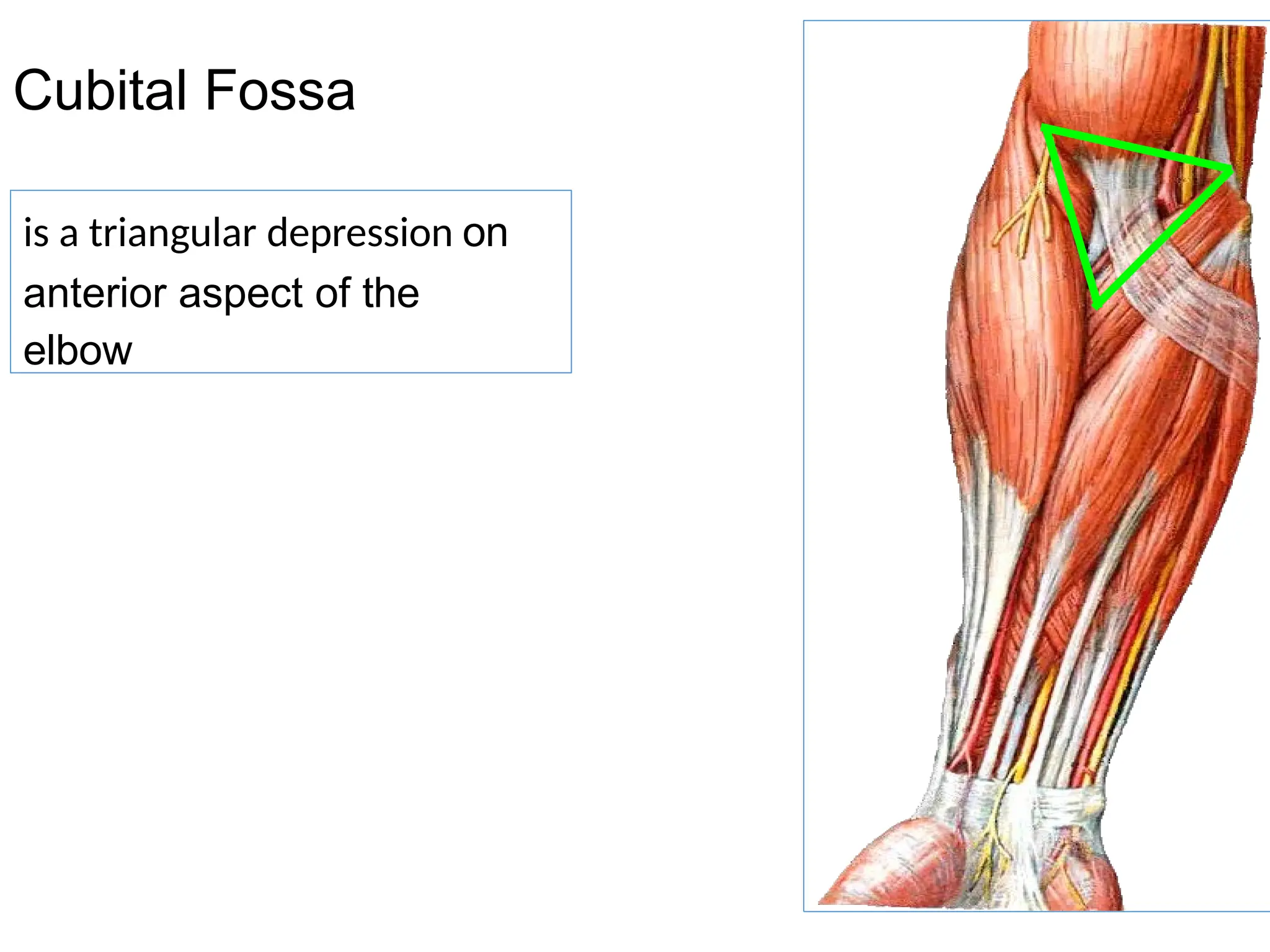 cubital fossa. Biology , Anatomy, Upper limb, Cubital fossa. Biology ...