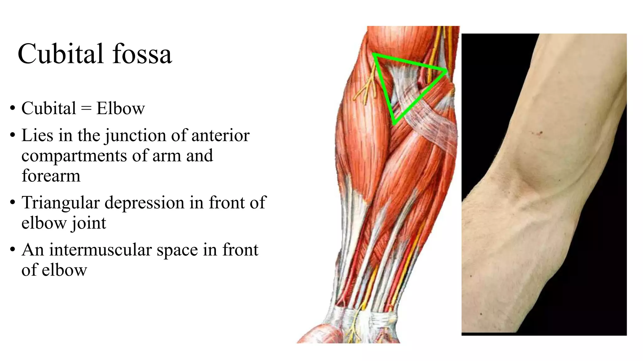 cubital fossa & elbow anastomosis.pptx