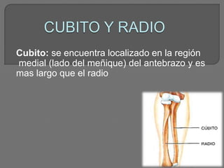 Cubito: se encuentra localizado en la región
medial (lado del meñique) del antebrazo y es
mas largo que el radio
 