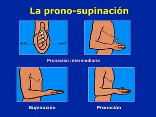 La prono-supinación 
Pronación intermediaria 
Supinación Pronación 
 