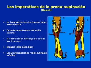 Los imperativos de la prono-supinación 
(Destot) 
• La longitud de los dos huesos debe 
estar intacta 
• Curvatura pronadora del radio 
intacta 
• No debe haber defasaje de uno de 
los 2 huesos 
• Espacio inter-óseo libre 
• Las 2 articulaciones radio-cubitales 
móviles 
 