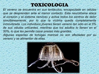TOXICOLOGIA
El veneno se encuentra en sus tentáculos, encapsulado en células
que se desprenden ante el menor contacto. Esta neurotóxina ataca
al corazón y el sistema nervioso y activa todos los centros de dolor
simultáneamente, por lo que la víctima queda completamente
inmovilizada. Los individuos jóvenes tienen veneno tan sólo en el 5%
de sus células urticantes, mientras que los adultos lo tienen en el
50%, lo que les permite cazar presas más grandes.
Algunas especies de tortugas marinas no son afectadas por su
veneno y se alimentan de ellas.
 