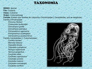 TAXONOMIA
REINO: Animal
Filo: Cnidaria
Clase: Cubozoa
Orden: Cubomedusae
Familia: Existen dos familias de cubozoos, Chirodropidae y Carybdeidae, que se desglosan:
Familia Chirodropidae
      Chironex fleckeri
      Chirosoides buitendijkl
      Chirodropus gorilla
      Chirodropus palmatus
      Chiropsalmus zygonema
      Chiropsalmus quadrigatus
      Chiropsalmus quadrumanus
Familia Carybdeidae (= Cubomedusae)
      Carukia barnesi
      Manokia stiasnyi
      Tripedalia binata
      Tripedalia cystophora
      Tamoya haplonema
      Tamoya gargantua
      Carybdea alata
      Carybdea xaymacana
      Carybdea sivicksi
      Carybdea rastonii
      Carybdea marsupialis
      Carybdea aurifera
 