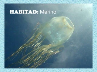 HABITAD: Marino
 