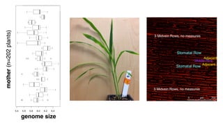 Genome size and adaptation in plants | PDF