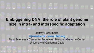 Jeffrey Ross-Ibarra
@jrossibarra • www.rilab.org
Plant Sciences • Center for Population Biology • Genome Center
University of California Davis
Embiggening DNA: the role of plant genome
size in intra- and interspeciﬁc adaptation
 