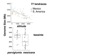 altitude
GenomeSize(Mb) 77 landraces
S. America
Mexico
teosinte
95 mexicana
altitude
 