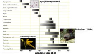 Genome size and adaptation in plants