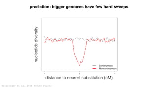 Beissinger et al. 2016 Nature Plants
nucleotidediversity
distance to nearest substitution (cM)
prediction: bigger genomes ...
