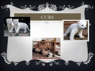 Cubs 