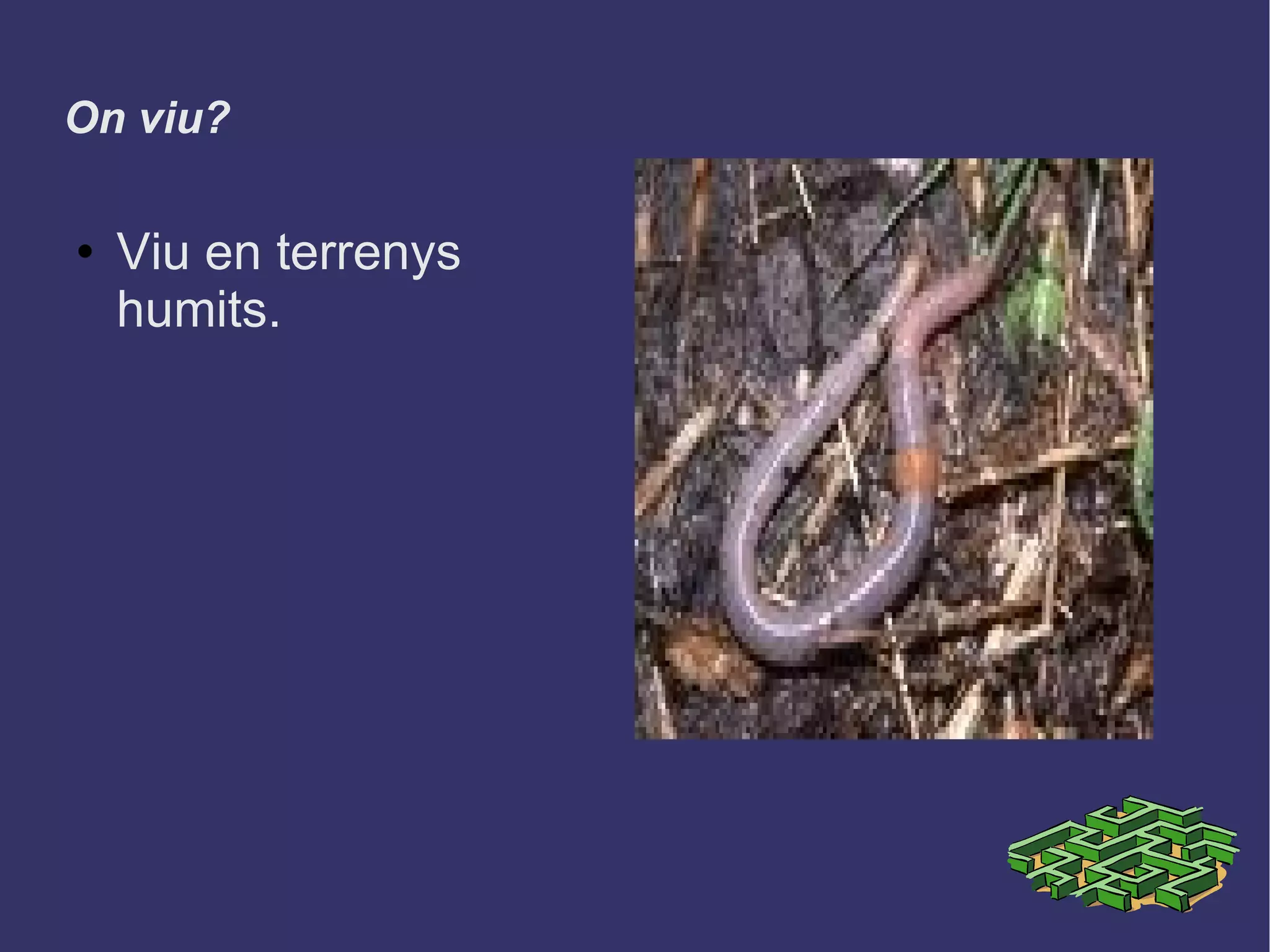 On viu?  Viu en terrenys humits. 