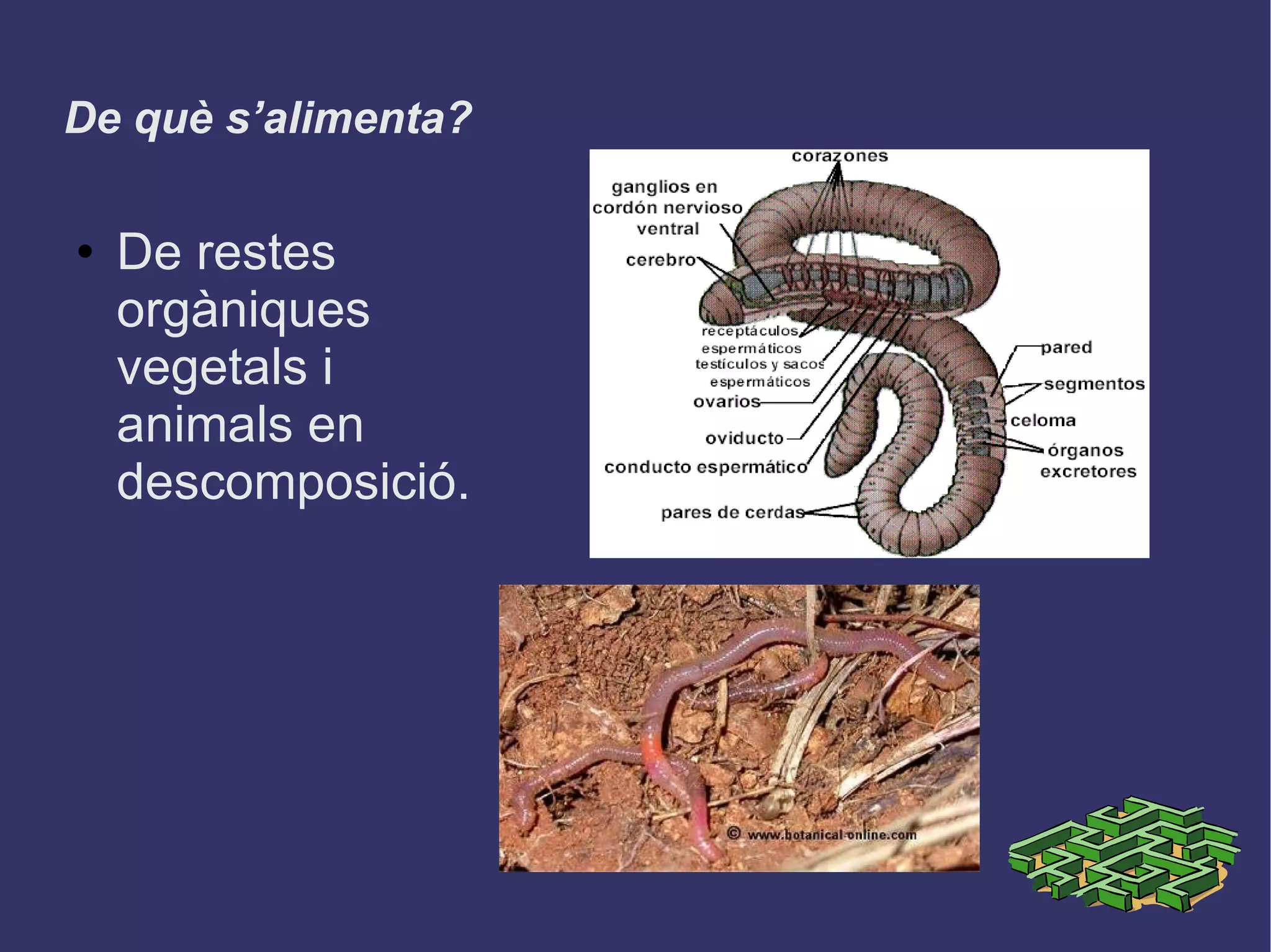 De què s’alimenta? De restes orgàniques vegetals i animals en descomposició. 
