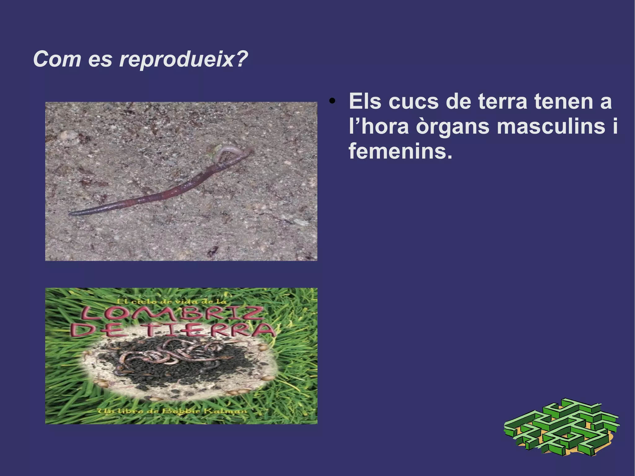 Com es reprodueix? Els cucs de terra tenen a l’hora òrgans masculins i femenins. 