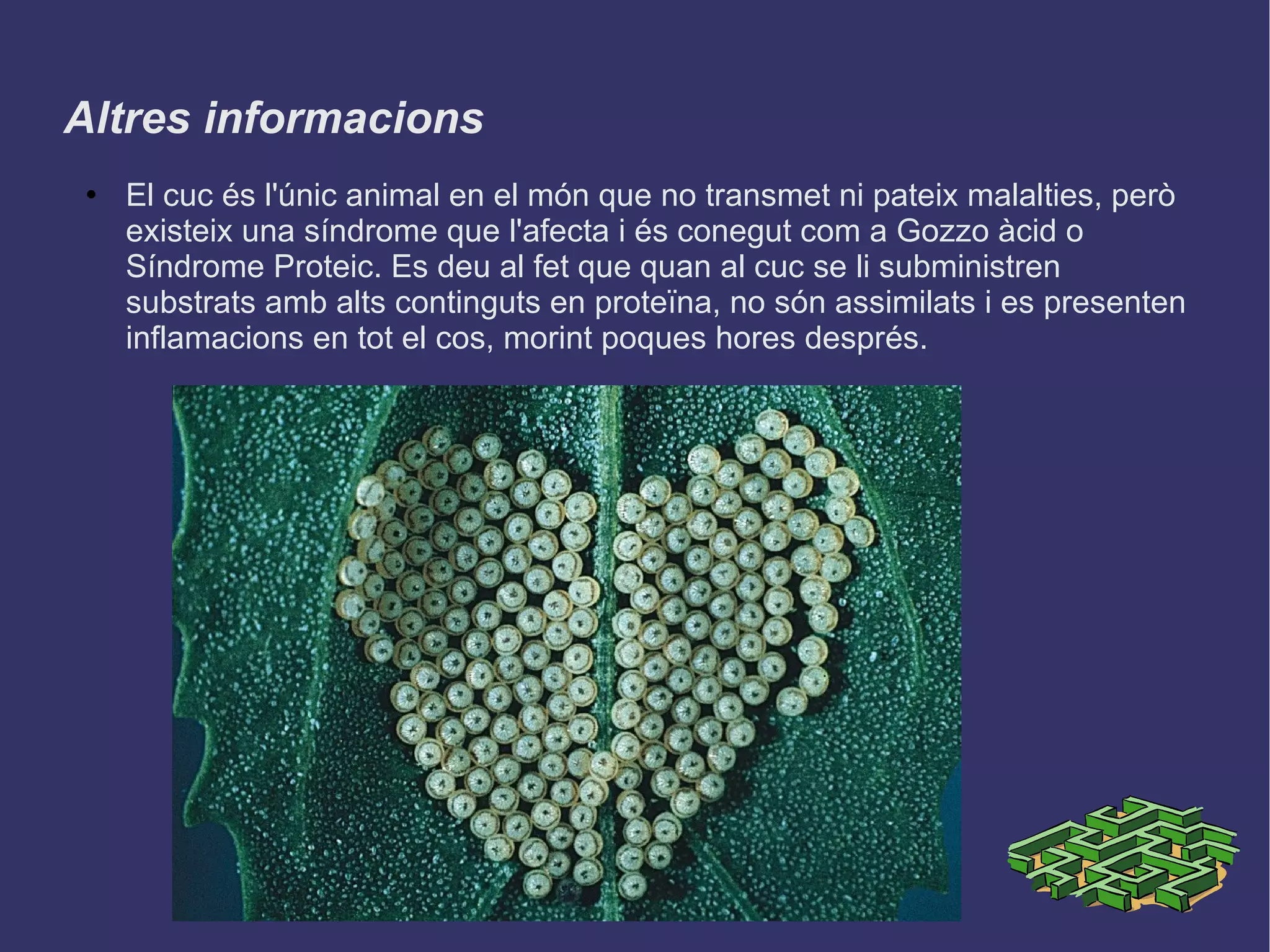 Altres informacions El cuc és l'únic animal en el món que no transmet ni pateix malalties, però existeix una síndrome que l'afecta i és conegut com a Gozzo àcid o Síndrome Proteic. Es deu al fet que quan al cuc se li subministren substrats amb alts continguts en proteïna, no són assimilats i es presenten inflamacions en tot el cos, morint poques hores després.   