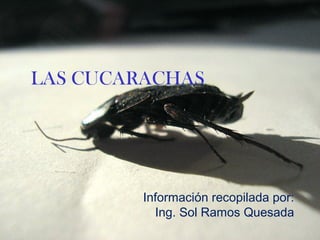 LAS CUCARACHAS
Información recopilada por:
Ing. Sol Ramos Quesada
 