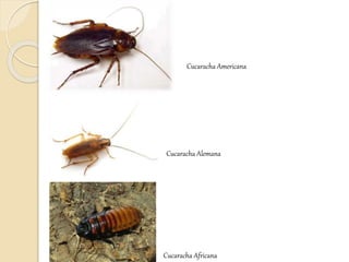 Cucaracha Americana
Cucaracha Alemana
Cucaracha Africana
 