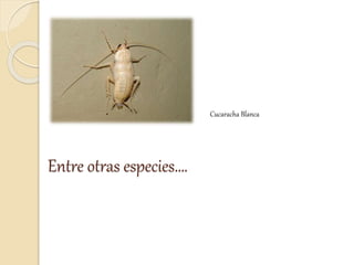 Cucaracha Blanca
Entre otras especies….
 