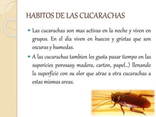 HABITOS DE LAS CUCARACHAS
 Las cucarachas son mas activas en la noche y viven en
grupos. En el dia viven en huecos y grietas que son
oscuras y humedas.
 A las cucarachas tambien les gusta pasar tiempo en las
supericies porosas9 madera, carton, papel…) llenando
la superficie con su olor que atrae a otra cucarachas a
estas mismas areas.
 