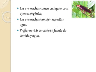  Las cucarachas comen cualquier cosa
que sea orgánica.
 Las cucarachas también necesitan
agua.
 Prefieren vivir cerca de su fuente de
comida y agua.
 