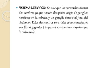  SISTEMA NERVIOSO: Se dice que las cucarachas tienen
dos cerebros ya que poseen dos pares largos de ganglios
nerviosos en la cabeza, y un ganglio simple al final del
abdomen. Estos dos centros sensriales estan conectados
por fibras gigantes ( impulsos 10 veces mas rapidos que
lo ordinario).
 