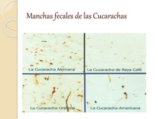 Manchas fecales de las Cucarachas
 