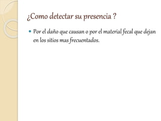 ¿Como detectar su presencia ?
 Por el daño que causan o por el material fecal que dejan
en los sitios mas frecuentados.
 
