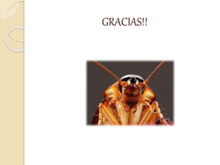 GRACIAS!!
 