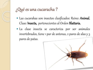 ¿Qué es una cucaracha ?
 Las cucarahas son insectos clasificados: Reino: Animal,
Clase: Insecta, pertenecientes al Orden Blattaria.
 La clase insecta se caracteriza por ser animales
invertebrados, tiene 1 par de antenas, 2 pares de alas y 3
pares de patas.
 