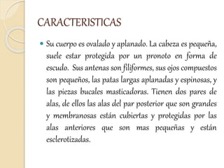 CARACTERISTICAS
 Su cuerpo es ovalado y aplanado. La cabeza es pequeña,
suele estar protegida por un pronoto en forma de
escudo. Sus antenas son filiformes, sus ojos compuestos
son pequeños, las patas largas aplanadas y espinosas, y
las piezas bucales masticadoras. Tienen dos pares de
alas, de ellos las alas del par posterior que son grandes
y membranosas están cubiertas y protegidas por las
alas anteriores que son mas pequeñas y están
esclerotizadas.
 