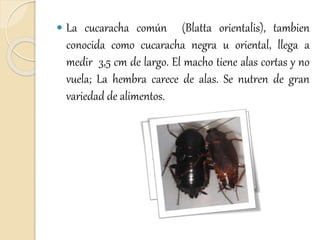 La cucaracha común (Blatta orientalis), tambien
conocida como cucaracha negra u oriental, llega a
medir 3,5 cm de largo. El macho tiene alas cortas y no
vuela; La hembra carece de alas. Se nutren de gran
variedad de alimentos.
 