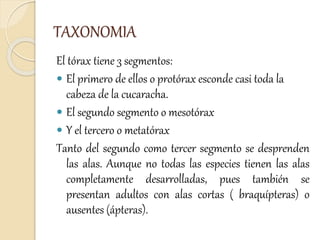 TAXONOMIA
El tórax tiene 3 segmentos:
 El primero de ellos o protórax esconde casi toda la
cabeza de la cucaracha.
 El segundo segmento o mesotórax
 Y el tercero o metatórax
Tanto del segundo como tercer segmento se desprenden
las alas. Aunque no todas las especies tienen las alas
completamente desarrolladas, pues también se
presentan adultos con alas cortas ( braquípteras) o
ausentes (ápteras).
 