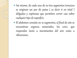  Asi mismo, de cada uno de os tres segmentos toracicos
se originan un par de patas ( es decir 6 en total )
delgadas y espinosas que permiten correr casi sobre
cualquier tipo de superfcie.
 El abdomen consiste en 10 segmentos, al final de este se
encuentran organos sensoriales, los cerci, que
responden tanto a movimientos del aire como a
vibraciones.
 