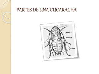 PARTES DE UNA CUCARACHA
 