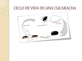 CICLO DE VIDA DE UNA CUCARACHA
 