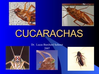 CUCARACHAS Dr.  Lucas Burchard Señoret 2007 