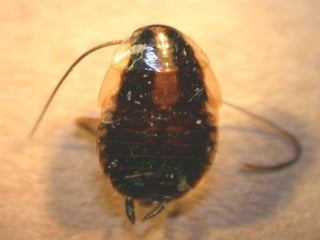Chacaraca Insecto Cucarachas y Salud Pública | PPT