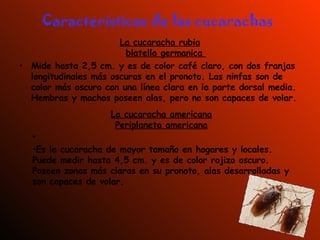Características de las cucarachas La cucaracha rubia blatella germanica  Mide hasta 2,5 cm. y es de color café claro, con dos franjas longitudinales más oscuras en el pronoto. Las ninfas son de color más oscuro con una línea clara en la parte dorsal media. Hembras y machos poseen alas, pero no son capaces de volar. La cucaracha americana Periplaneta americana Es la cucaracha de mayor tamaño en hogares y locales. Puede medir hasta 4,5 cm. y es de color rojizo oscuro. Poseen zonas más claras en su pronoto, alas desarrolladas y son capaces de volar. 
