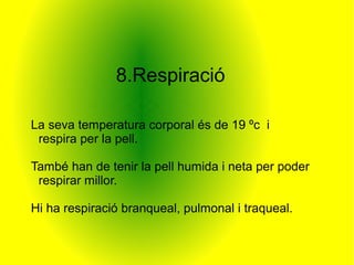 8.Respiració

La seva temperatura corporal és de 19 ºc i
 respira per la pell.

També han de tenir la pell humida i neta per poder
 respirar millor.

Hi ha respiració branqueal, pulmonal i traqueal.
 