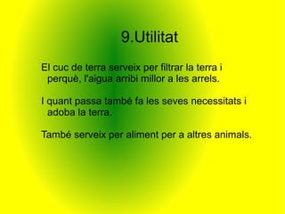 9.Utilitat
El cuc de terra serveix per filtrar la terra i
 perquè, l'aigua arribi millor a les arrels.

I quant passa també fa les seves necessitats i
  adoba la terra.

També serveix per aliment per a altres animals.
 