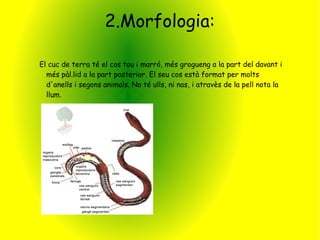 2.Morfologia:

El cuc de terra té el cos tou i marró, més grogueng a la part del davant i
  més pàl.lid a la part posterior. El seu cos està format per molts
  d'anells i segons animals. No té ulls, ni nas, i atravès de la pell nota la
  llum.
 
