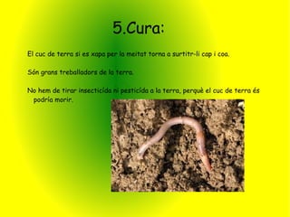 5.Cura:
El cuc de terra si es xapa per la meitat torna a surtitr-li cap i coa.

Són grans treballadors de la terra.

No hem de tirar insecticída ni pesticída a la terra, perquè el cuc de terra és
 podría morir.
 